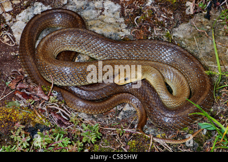 Aesculapian snake, colubrid, colubrids, Zamenis longissimus, snake, snakes, reptile, reptiles, general view, protected, endanger Stock Photo