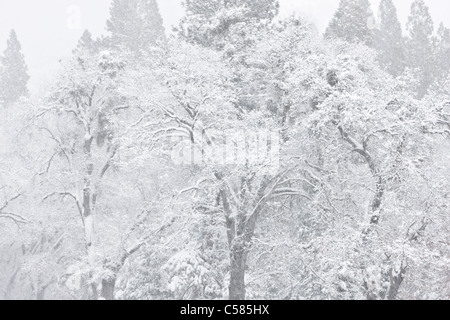 Snow Covered California Black Oak Trees (Quercus kelloggii), Yosemite Stock Photo