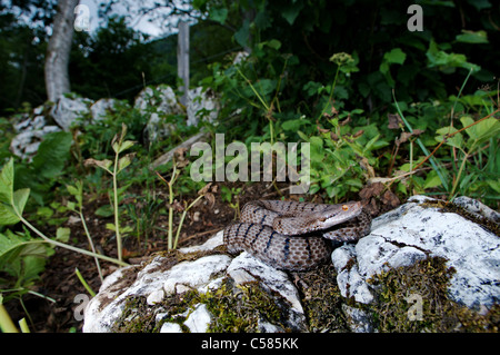 viper, vipers, adder, adders, asp viper, Vipera a. aspis, snake, snakes, reptile, reptiles, general view, protected, endangered, Stock Photo