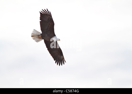 Bald Eagle flying around looking for food @ Farmington Bay Utah
