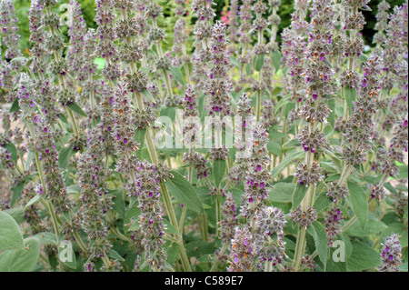 Downy woundwort  flowers Stachys germanica Stock Photo