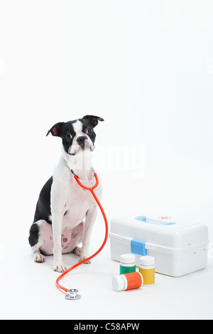 stethoscpoe around boston terrier's neck and first aid kit Stock Photo