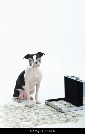 boston terrier and spreaded money with steel bag Stock Photo