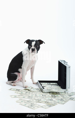 boston terrier and spreaded money with steel bag Stock Photo