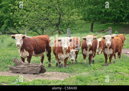 Hereford Cattle on Iowa farm Stock Photo