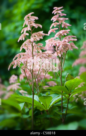 Astilbe pink flowers commonly known as False Goat's Beard, and False Spirea Stock Photo