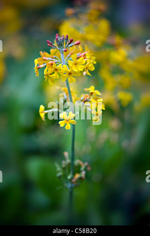 Close-up image of the beautiful yellow flowers of Candelabra primula - Primula chungensis, image taken against a soft background. Stock Photo