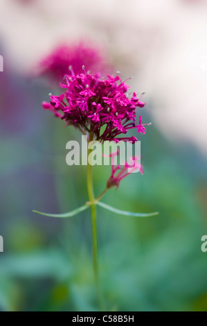 Close-up image of the vibrant Red Valerian summer flowers also known as Centranthus Ruber  or Fox.