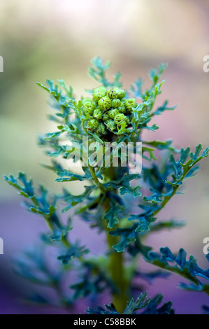 Common Ragwort in bud - Senecio jacobaea Stock Photo