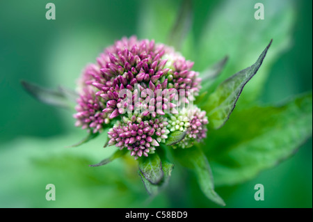 Close-up image of the summer flowering Eupatorium cannabinum pink flowers, also known as Hemp Agrimony or Holy rope. Stock Photo