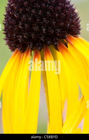 Echinacea paradoxa . Yellow Coneflower Stock Photo