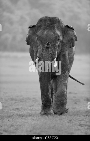 A wild Tusker Elephant approaching towards a camera at Jim Corbett, India. [Elephas  maximus] Stock Photo