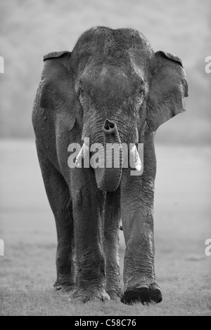 A wild Tusker Elephant approaching towards a camera at Jim Corbett, India. [Elephas  maximus] Stock Photo