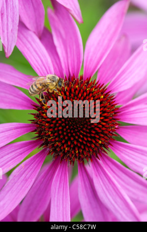 Honeybee feeding on a Echinacea purpurea 'Magnus' coneflower Stock Photo