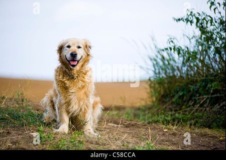 Outdoor portrait of an obedient dog; an elderly female golden retriever. Stock Photo