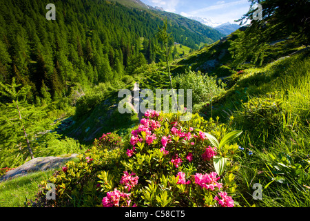 Valley of Binn, Switzerland, Europe, canton Valais, nature reserve valley of Binn, flowers, Alpine roses Stock Photo