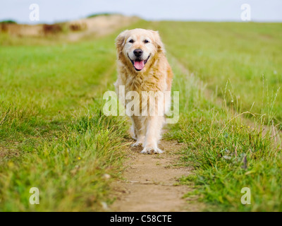 Elegant Old Female Golden Retriever Out for a Walk in the Countryside Stock Photo