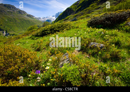 Valley of Binn, Switzerland, Europe, canton Valais, nature reserve valley of Binn, flowers Stock Photo