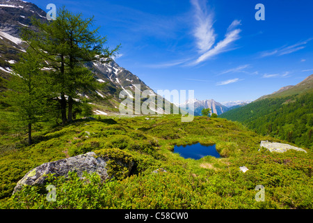 Valley of Binn, Switzerland, Europe, canton Valais, nature reserve valley of Binn, trees, larches, cliff, pool, puddle, clouds Stock Photo