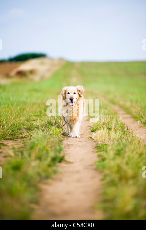 Elegant Old Female Golden Retriever Out for a Walk in the Countryside Stock Photo