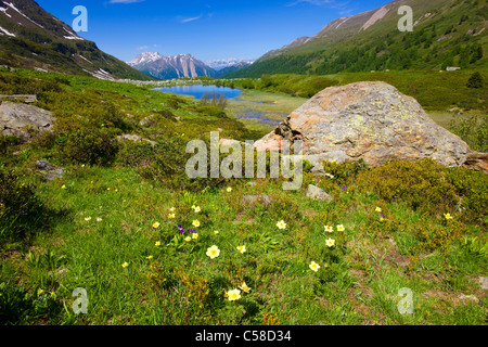 Halsesee, lake, Switzerland, Europe, canton Valais, nature reserve valley of Binn, lake, sea, mountains, rocks, cliffs, flowers Stock Photo