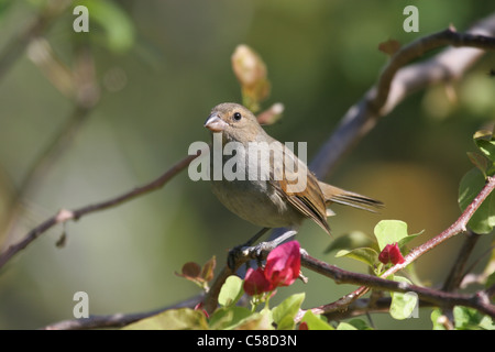 female Lesser Antillean bullfinch Stock Photo