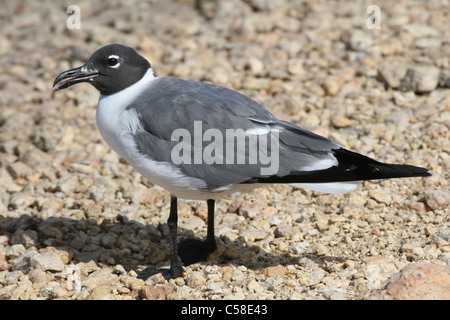 laughing gull Stock Photo