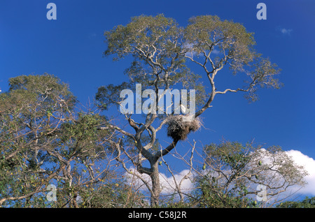 Wood Stork, Mycteria americana, Pantanal, near Cuiaba, Mato Grosso, Brazil, South America, bird, tree Stock Photo