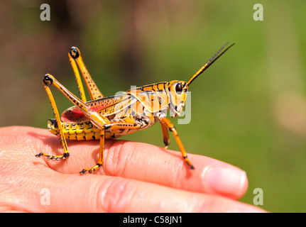 Lubber Grasshopper, hand, insect, Florida, USA, United States, America, Stock Photo