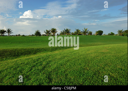 Flamingo Golf Course, golf, Lely Resort, Naples, Florida, USA, United States, America, green, grass Stock Photo