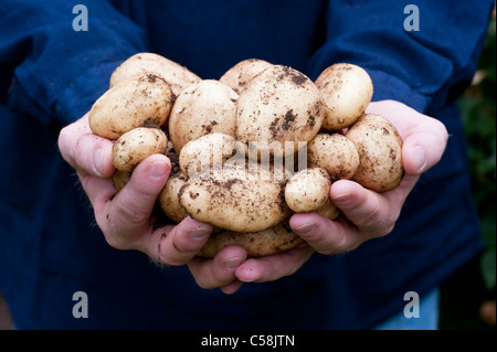 Gardeners Hands holding freshly dug 'Sharpes Express' Potatoes