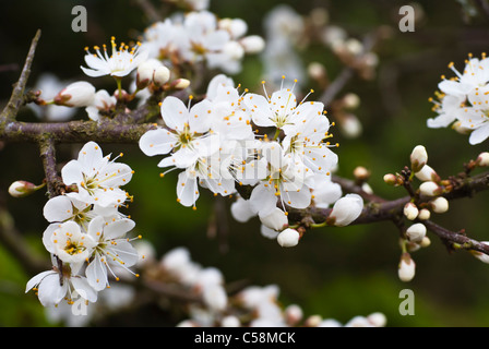Plant, Blackthorn, Prunus spinosa, Blossom Stock Photo
