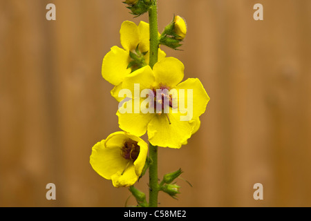 Plant, Wild flower, Dark Mullein, Verbascum nigrum. flowers Stock Photo