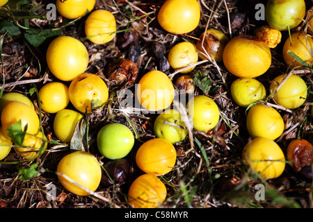Windfall plums Stock Photo