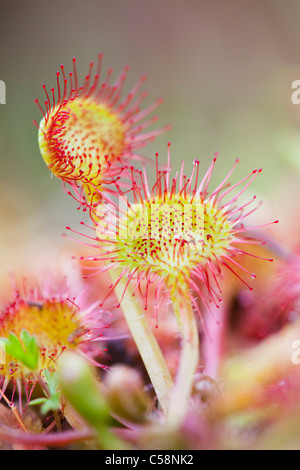 Round Leaved Sundew; Drosera rotundifolia; Mull; Scotland