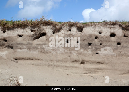 Sand Martin; Riparia Riparia; colony; Calgary Bay; Mull; Scotland Stock Photo