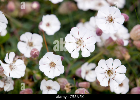 Sea Campion; Silene maritima; Cornwall Stock Photo