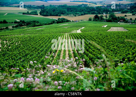 'Grand Cru' Chablis vineyards, Burgandy Region, France Stock Photo