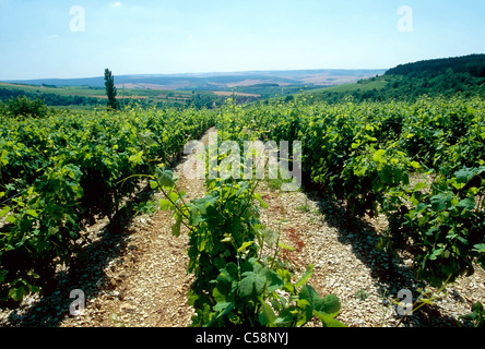 'Grand Cru' Chablis vineyards, Burgandy Region, France. Stock Photo