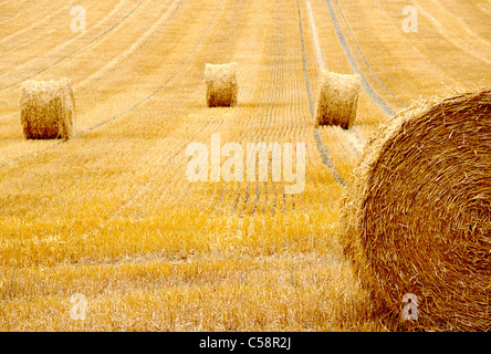 Freshly cut and rolled hay in farm fields, Burgandy Region, France Stock Photo