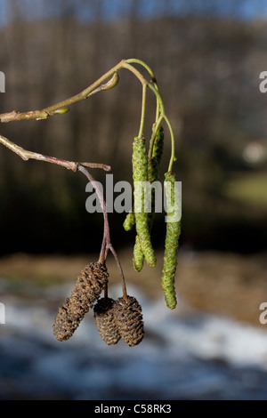 Black Alder, European Alder or Common Alder (Alnus glutinosa) Stock Photo