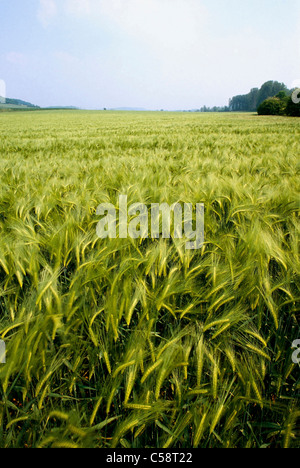 Farm fields, Burgandy Region, France. Stock Photo