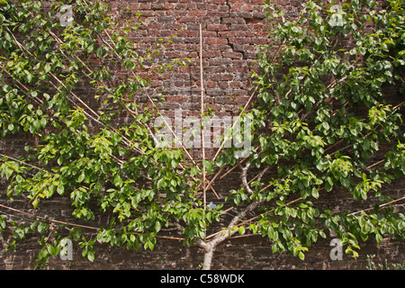 Plum tree (Victoria) fan trained against old brick wall Stock Photo