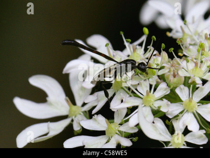 Predatory Wasp, Gasteruption jaculator, Gasteruptiidae, Evanioidea, Apocrita, Hymenoptera. Male. Stock Photo