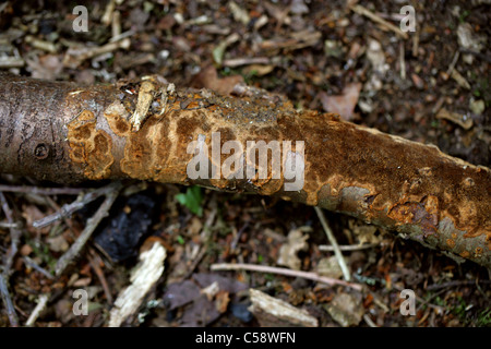 Glue Crust Fungus, Hymenochaete corrugata, Hymenochaetaceae. Stock Photo