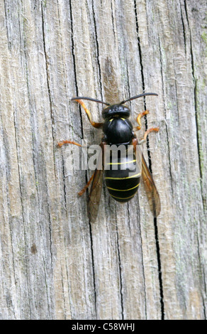 Median Wasp, Dolichovespula media, Vespinae, Vespidae, Apocrita, Hymenoptera. Scraping Wood Shavings of a Post for Nest Material Stock Photo