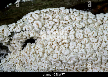 White Coral Slime or White-Finger Slime, Ceratiomyxa fruticulosa. Whippendell Woods, Hertfordshire, UK. Plasmoidal Stage. Stock Photo