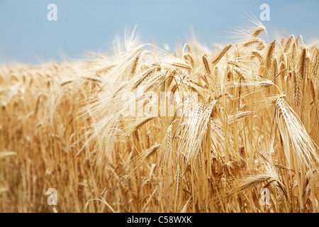 Close up shot of wheat stalk on a blue sky background. Stock Photo