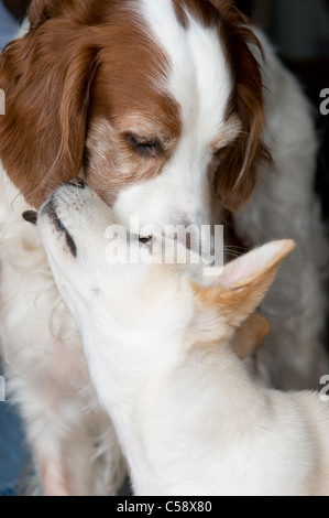 An eight year old Irish red and white setter and a three month old Shiba Inu mixed breed puppy Stock Photo