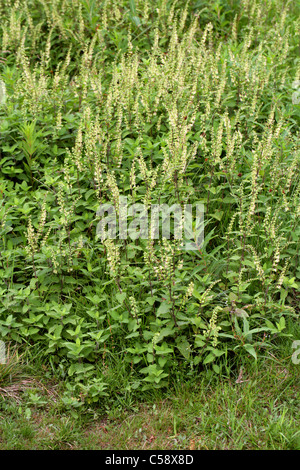 Wood Sage, Teucrium scorodonia, Lamiaceae. Stock Photo